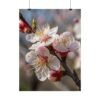 Whispers of Spring Premium Matte Wall Art Poster 18″ x 24″ (Vertical)