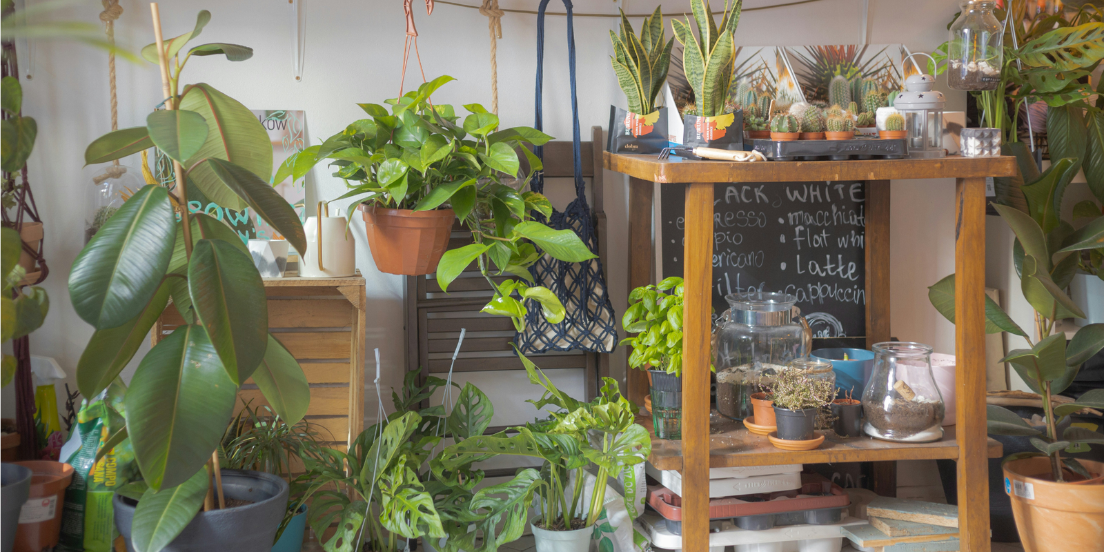 Green Companions: The Wellness Magic of Houseplants