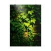 Ivy in Golden Sunlight Premium Matte Wall Art Poster 18″ x 24″ (Vertical)