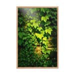 Sunlit Ivy Cascade Framed Matte Art Print – 24" × 36" - Image 3