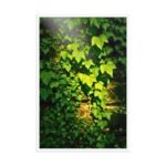 Sunlit Ivy Cascade Framed Matte Art Print – 24" × 36" - Image 4