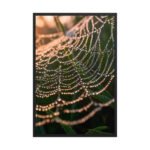 The Gilded Cobweb | Framed Matte, Nature Art Print - 24" × 36"