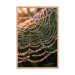 The Gilded Cobweb | Framed Matte, Nature Art Print - 24" × 36" - Image 2