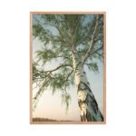 Ascendant Birch | Framed Matte, Nature Art Print - 24" × 36" - Image 3