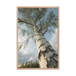 Silver Birch Tree | Framed Matte, Nature Art Print - 24" × 36" - Image 3