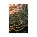 The Gilded Cobweb | Framed Matte, Nature Art Print - 24" × 36" - Image 3