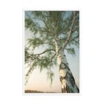 Ascendant Birch | Framed Matte, Nature Art Print - 24" × 36" - Image 4
