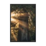 The Ancient One | Framed Matte, Nature Art Print - 24" × 36"
