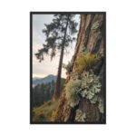 Macro Lichen Moss Pine Tree | Framed Matte, Nature Art Print - 24" × 36"