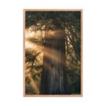 The Ancient One | Framed Matte, Nature Art Print - 24" × 36" - Image 3