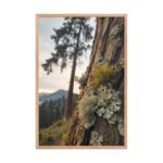 Macro Lichen Moss Pine Tree | Framed Matte, Nature Art Print - 24" × 36" - Image 3