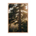 Golden Sunrise Evergreen Tree | Framed Matte, Nature Art Print - 24" × 36" - Image 3