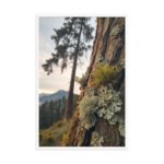 Macro Lichen Moss Pine Tree | Framed Matte, Nature Art Print - 24" × 36" - Image 4