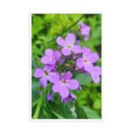 Purple Wildflowers Botanical Study | Framed Matte, Nature Art Print - 24" × 36" - Image 4